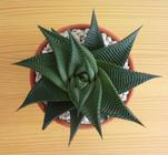 Muda De Suculenta Haworthia Limifolia Twister Planta Rara