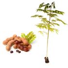 Muda de Tamarindo 20 a 40cm AMK - Plantas Online - AMK Jardinagem e Paisagismo