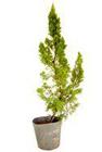 Muda de Tuia Kaizuka Altura de 0,40 cm a 0,80 cm - Plantas