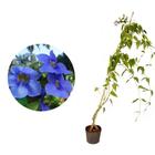 Muda de Tumbergia Azul 20 a 40cm AMK - Plantas Online