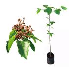 Muda de Uva Japonesa 20 a 40cm AMK - Plantas Online - AMK Jardinagem e Paisagismo