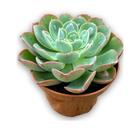 Muda Echeveria Raindrops Carunculata Top Coleção Plantada - Ta na Mão