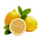 Muda Frutífera de Limão Siciliano Enxertado