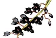 Muda Orquídea Catasetum Fredclarkeara Afterdark Planta Negra Exótica Linda Flor Jardins Ambientes Internos Externos