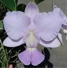 Muda Orquídea de Wlakeriana Cerúlea (3242) Código: AKEHRVHST - Jardim com Flores
