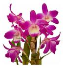 Muda Orquídea Dendrobium Mini Rainbow Planta Jovem - Orquiflora