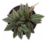 Muda Peperomia Caperata Rosso Planta Natural - Orquiflora