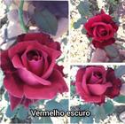 Muda Rosa Vermelho escuro  Enxertada