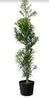 Mudas de Podocarpo para Decoração e Jardins 5 un