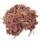 Musgo Sphagnum 5 Litros Substrato Para Plantas E Orquídeas - Orquiflora