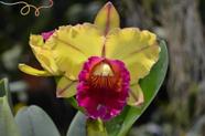 Orquidea Amarela Catleya Blc Toshie Aoki Wine Flare - Muda