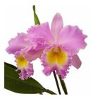 Orquídea Bc Pastoral Rosa Planta Adulta Flor Exótica Rara Natural Jardins