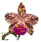 Orquídea Blc. Durigan Gemini Planta Adulta - Orquiflora