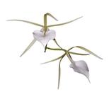 Orquídea Brassavola Nodosa Planta Adulta Flor Branca Exótica