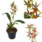 Orquidea Brassia Anikaara Flor Rara Planta Adulta Amarelada Linda Planta De Exterior Jardim Beleza Natural Ambiente