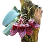 Orquidea Bulbophyllum Frostii Planta Exótica Colecionador ! - docel@r