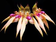 Orquídea Bulbophyllum gutulatum x rothschildianum - Cooperorchids