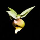 Orquídea Catasetum fuchsii