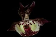 Orquídea Catasetum joão stivalli x pileatum x dragons teeth x pileatum