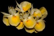 Orquídea Catasetum pileatum aurantiacum