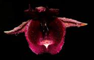 Orquídea Catasetum Pileatum Aurantiacum X Vinaceum Red