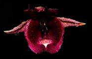 Orquídea Catasetum Pileatum Aurantiacum X Vinaceum Red