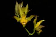 Orquídea Catasetum schmidtianum 4950 x 4985
