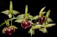 Orquídea Catasetum vinaceum ( strips x Red Jaiminho )