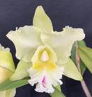 Orquídea Cattleya Adulta Pastoral (2825)