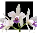 Orquidea Cattleya Amesthistoglossa Coerulea - orquidario DF