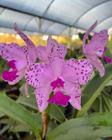 Orquídea Cattleya Amethystoglossa Flor Grande