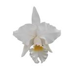 Orquídea Cattleya Branca - Adulta - ORQUIVITRO