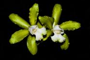 Orquídea Cattleya Guttata Alba - Cooperorchids