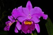 Orquídea Cattleya labiata dark x rubra