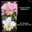 Orquídea Cruzamento Empress Bells Stepheson X Pastoral Innocence (3213)