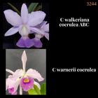 Orquídea Cruzamento Walkeriana coerulea x Warnerii coerulea (3244)