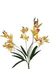 Orquídea Cymbidium Galho com 05 hastes Amarela