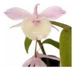 Orquídea Dendrobium Aphyllum Planta Jovem Natural - Orquiflora