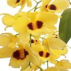 Orquídea Dendrobium Gatton Sunray Planta Adulta Flor Amarela