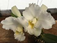 Orquídea Empress Bells Stepheson x C Francis T C Au Floralia pré adulta (S048)