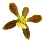 Orquídea Encyclia Patens ! Planta Adulta ! - Orquiflora