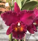 Orquídea flor gigante - Blc Chia Lin "New City"
