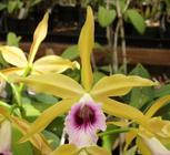 Orquidea Laelia Tenebrosa (aurea X Tipo) X Aurea