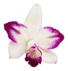 Orquídea Lc Haw Angel Small Beauty ! Planta Adulta ! - Orquiflora