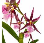 Orquídea Miltassia Dagmara Planta Adulta Flor Exótica