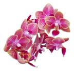 Orquídea Phalaenopsis Mini Flor Rosé Linda Delicada Natural Exótica Rara Jardins Natureza