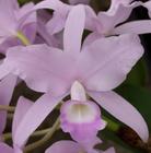 Orquídea Skinneri coerulea muda