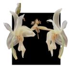 Orquidea Stanhopea Grandiflora - Orquidario DF
