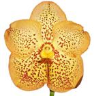 Orquídea Vanda Amarela - Muda bem enraizada