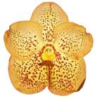 Orquídea Vanda Amarela - muda - orquivitro